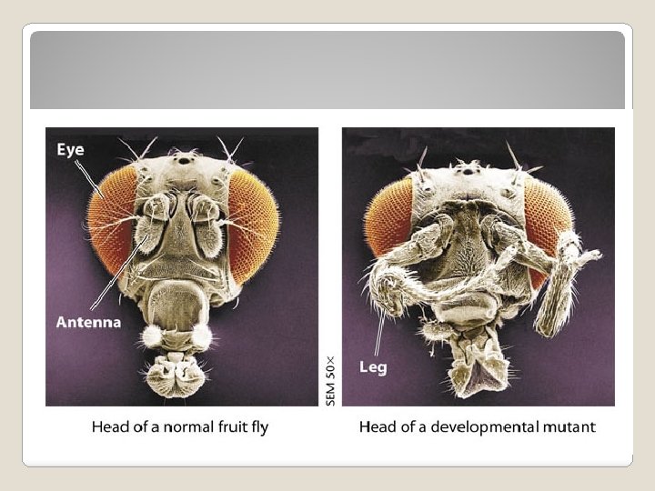 Natural Mutation in Fruit Fly 