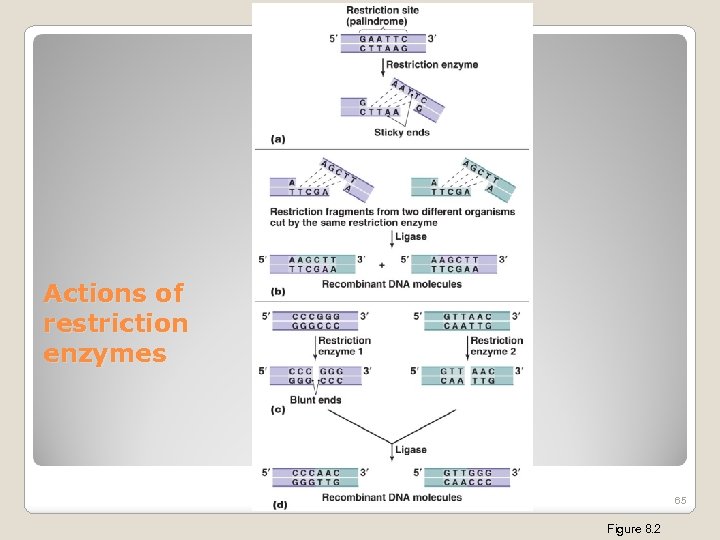 Actions of restriction enzymes 65 Figure 8. 2 