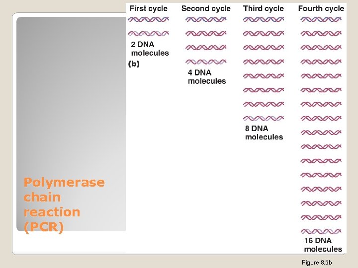 Polymerase chain reaction (PCR) 72 Figure 8. 5 b 