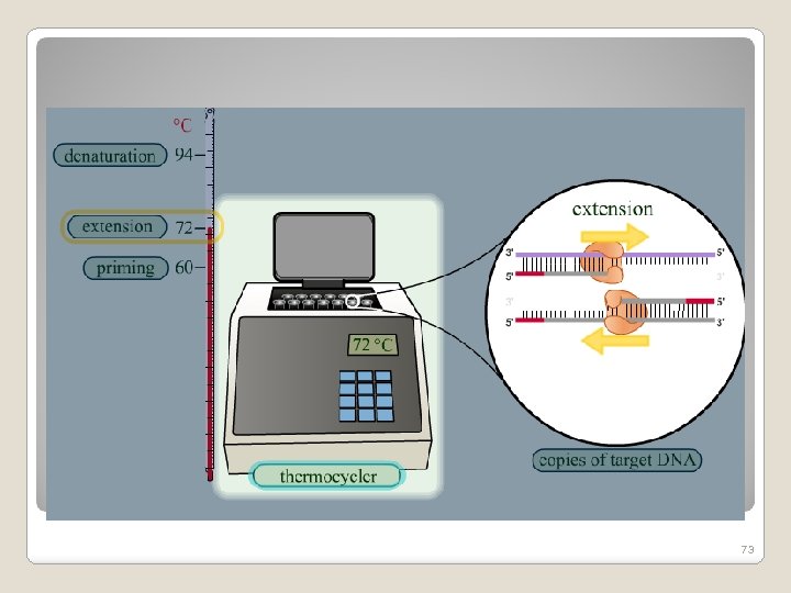 Techniques of Recombinant DNA Technology 73 