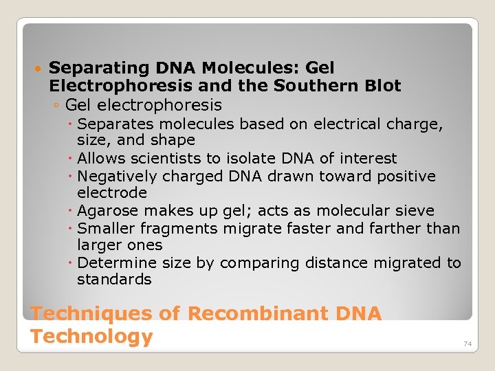  Separating DNA Molecules: Gel Electrophoresis and the Southern Blot ◦ Gel electrophoresis Separates