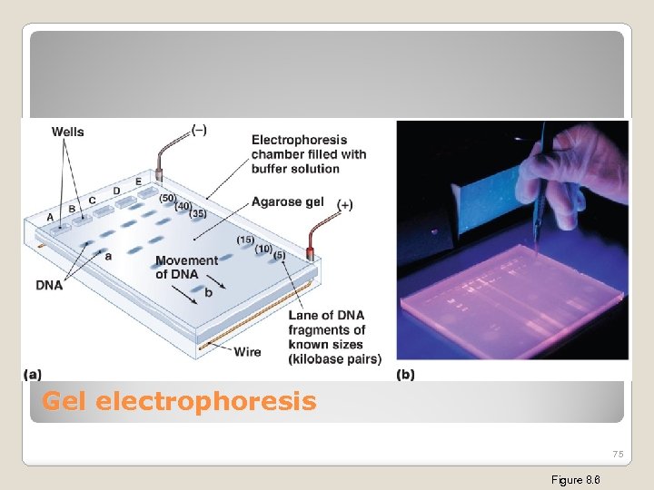 Gel electrophoresis 75 Figure 8. 6 
