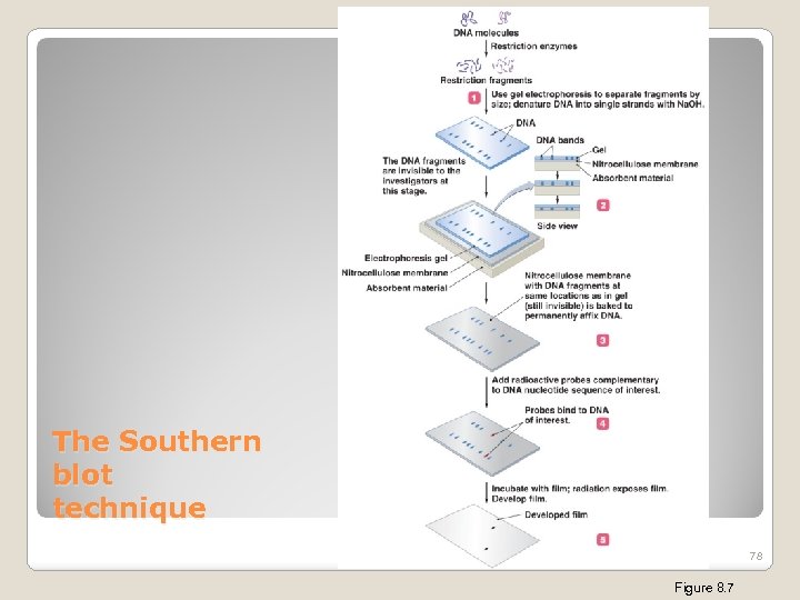 The Southern blot technique 78 Figure 8. 7 