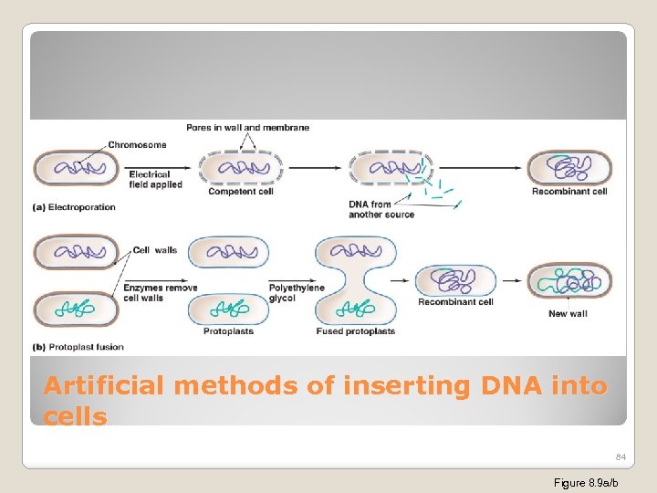 Artificial methods of inserting DNA into cells 84 Figure 8. 9 a/b 