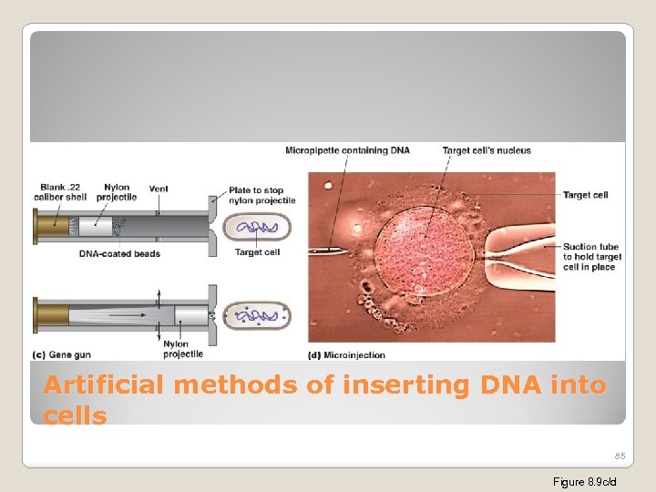 Artificial methods of inserting DNA into cells 85 Figure 8. 9 c/d 