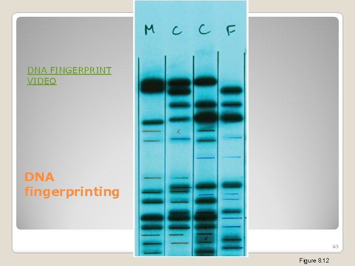 DNA FINGERPRINT VIDEO DNA fingerprinting 93 Figure 8. 12 