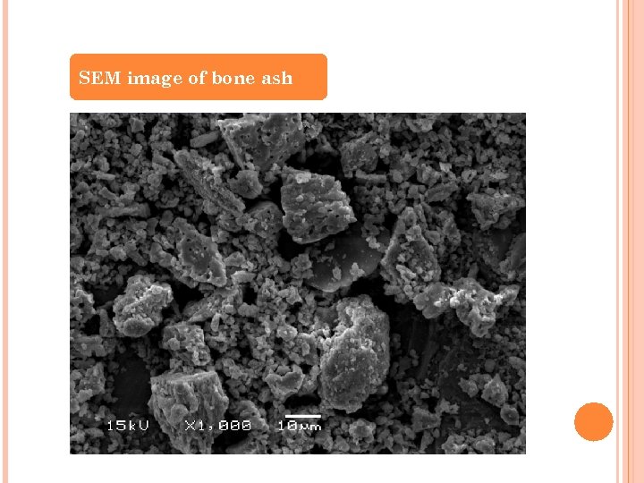 SEM image of bone ash 