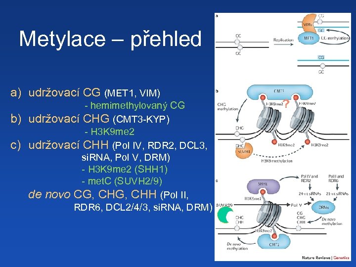 Metylace – přehled a) udržovací CG (MET 1, VIM) b) c) - hemimethylovaný CG