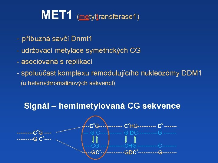MET 1 (metyltransferase 1) - příbuzná savčí Dnmt 1 - udržovací metylace symetrických CG