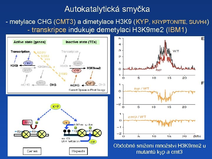 Autokatalytická smyčka - metylace CHG (CMT 3) a dimetylace H 3 K 9 (KYP,