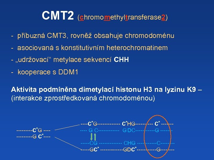 CMT 2 (chromomethyltransferase 2) - příbuzná CMT 3, rovněž obsahuje chromodoménu - asociovaná s