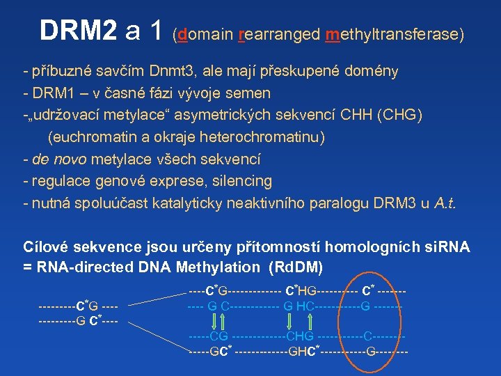 DRM 2 a 1 (domain rearranged methyltransferase) - příbuzné savčím Dnmt 3, ale mají