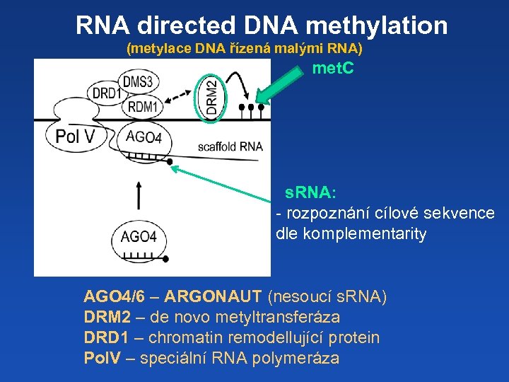 RNA directed DNA methylation (metylace DNA řízená malými RNA) met. C s. RNA: -