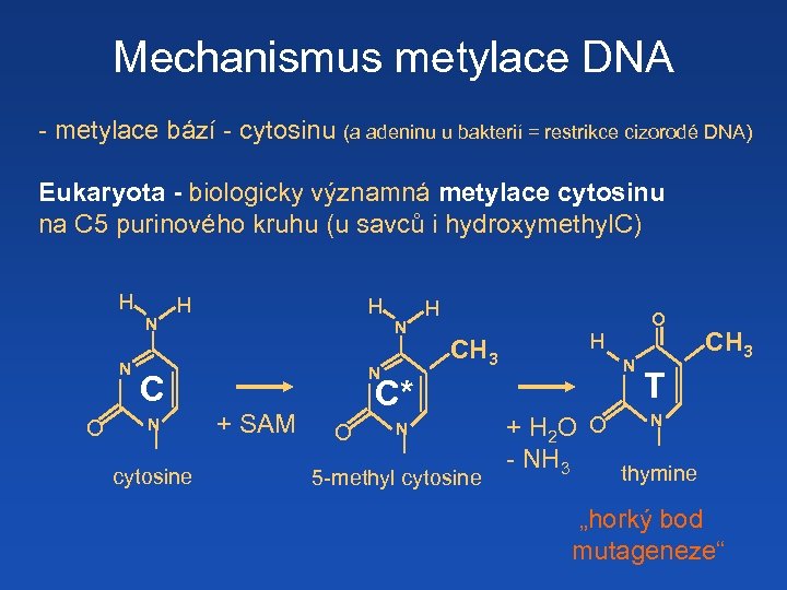 Mechanismus metylace DNA - metylace bází - cytosinu (a adeninu u bakterií = restrikce