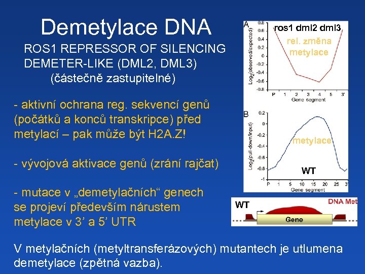 Demetylace DNA ros 1 dml 2 dml 3 rel. změna metylace ROS 1 REPRESSOR