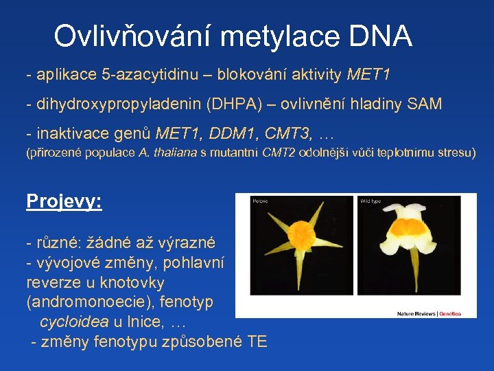 Ovlivňování metylace DNA - aplikace 5 -azacytidinu – blokování aktivity MET 1 - dihydroxypropyladenin