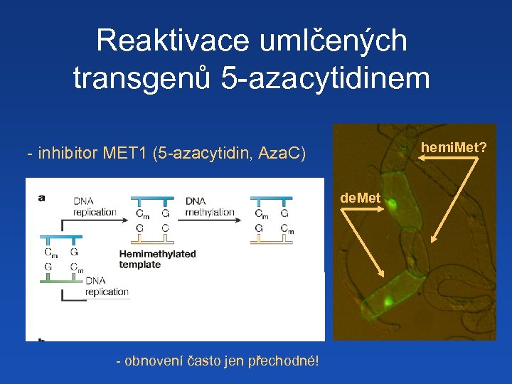 Reaktivace umlčených transgenů 5 -azacytidinem hemi. Met? - inhibitor MET 1 (5 -azacytidin, Aza.
