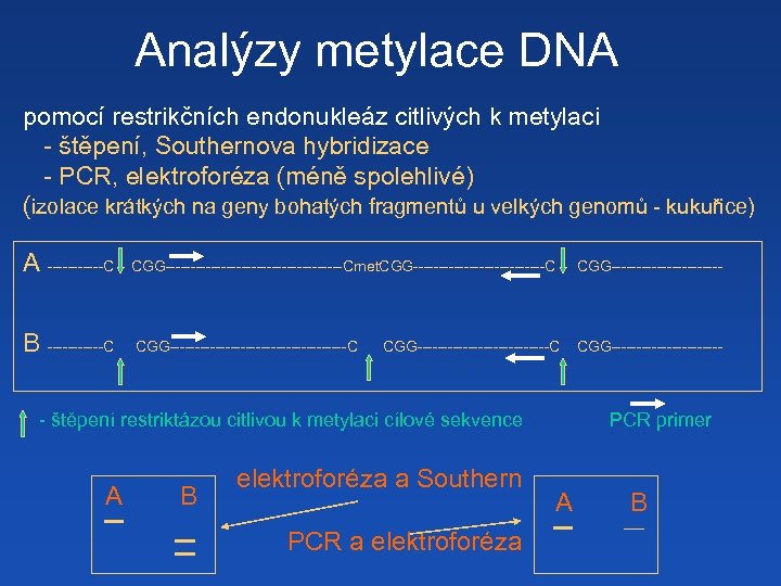Analýzy metylace DNA pomocí restrikčních endonukleáz citlivých k metylaci - štěpení, Southernova hybridizace -