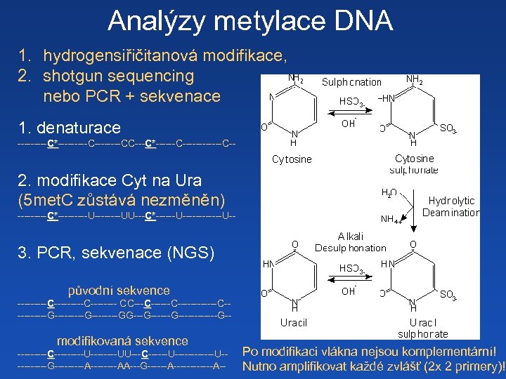 Analýzy metylace DNA 1. hydrogensiřičitanová modifikace, 2. shotgun sequencing nebo PCR + sekvenace 1.