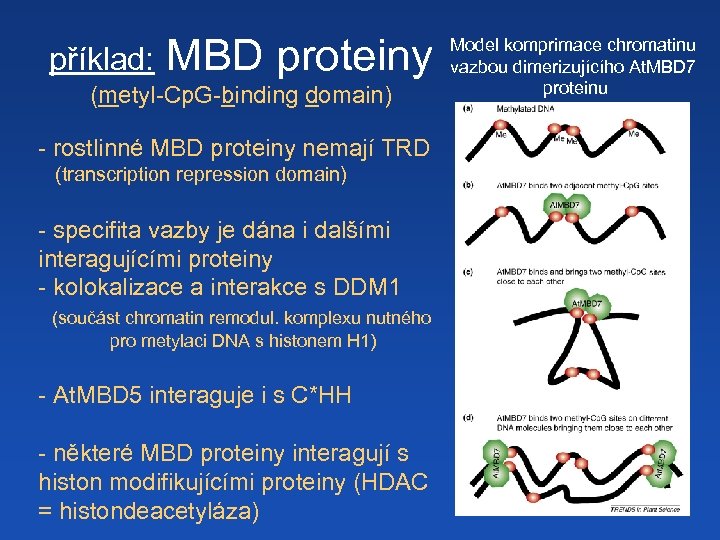 příklad: MBD proteiny (metyl-Cp. G-binding domain) - rostlinné MBD proteiny nemají TRD (transcription repression