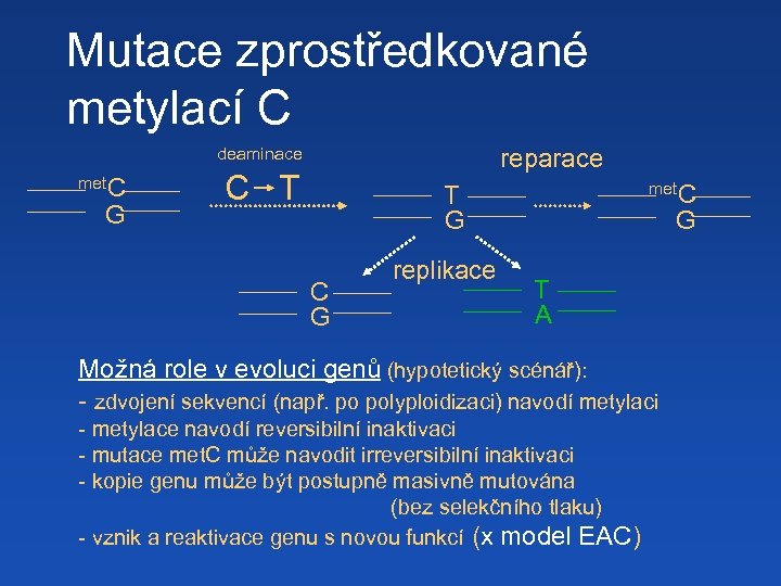 Mutace zprostředkované metylací C deaminace met. C G reparace C T met. C T