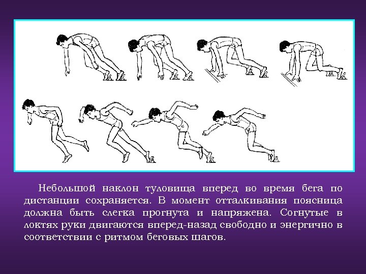 Небольшой наклон туловища вперед во время бега по дистанции сохраняется. В момент отталкивания поясница