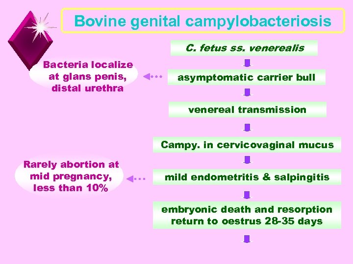 Bovine genital campylobacteriosis C. fetus ss. venerealis Bacteria localize at glans penis, distal urethra