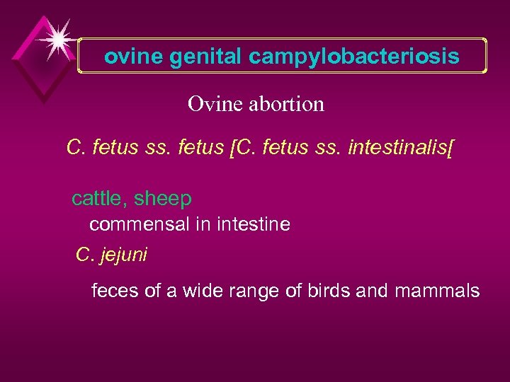 ovine genital campylobacteriosis Ovine abortion C. fetus ss. fetus [C. fetus ss. intestinalis[ cattle,