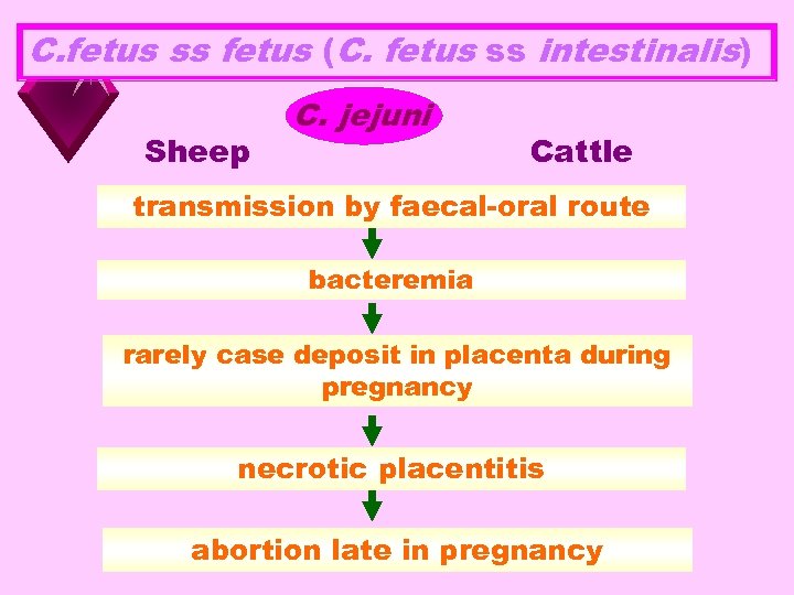 C. fetus ss fetus (C. fetus ss intestinalis) Sheep C. jejuni Cattle transmission by