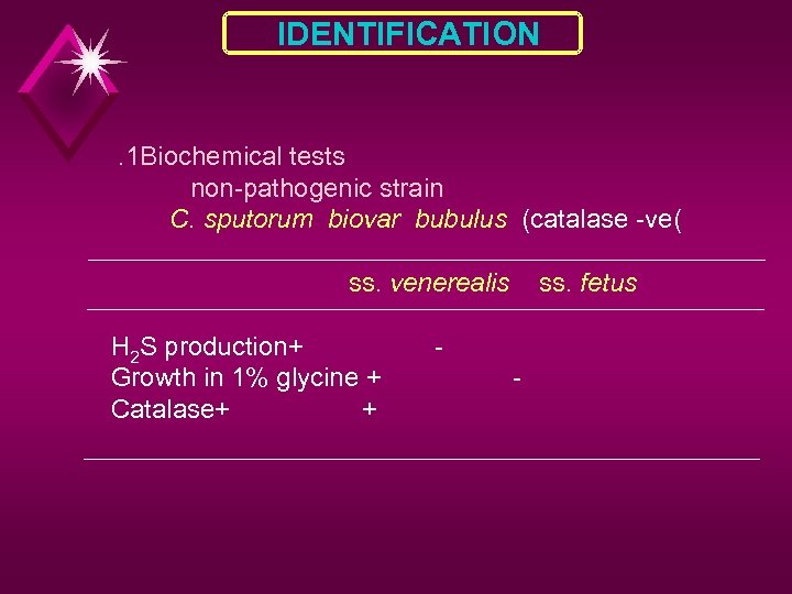 IDENTIFICATION . 1 Biochemical tests non-pathogenic strain C. sputorum biovar bubulus (catalase -ve( ss.