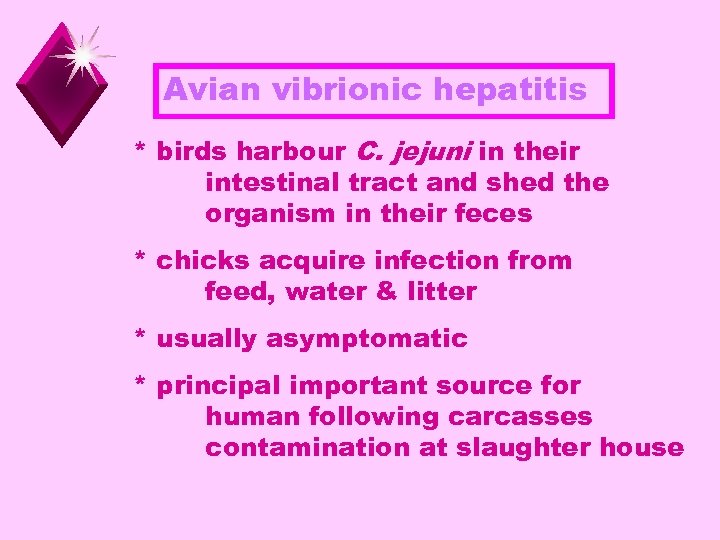 Avian vibrionic hepatitis * birds harbour C. jejuni in their intestinal tract and shed