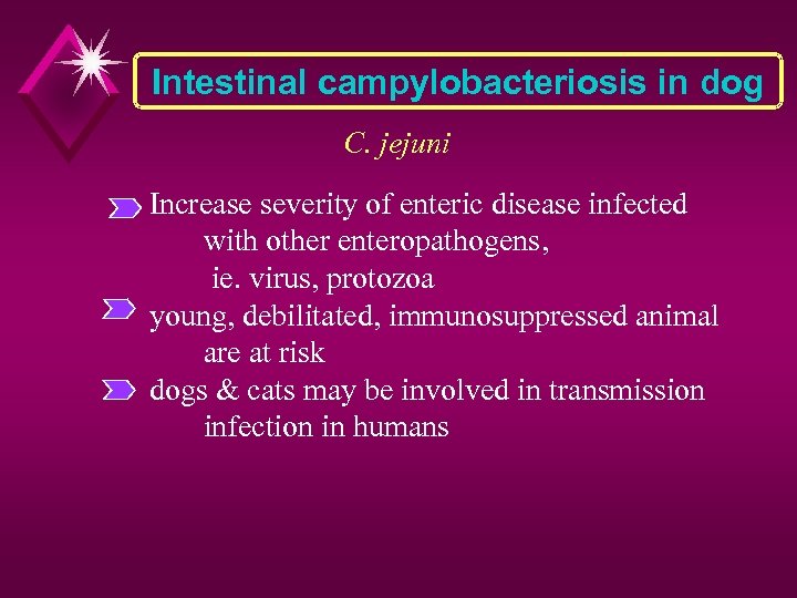 Intestinal campylobacteriosis in dog C. jejuni Increase severity of enteric disease infected with other