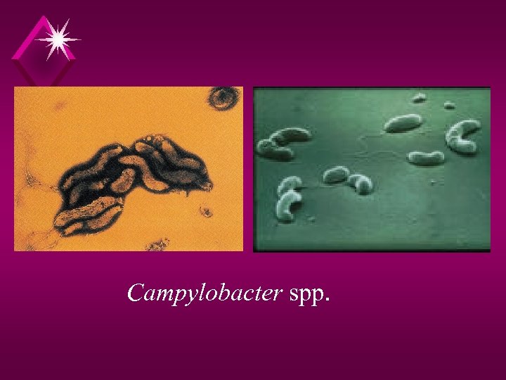 Campylobacter spp. 