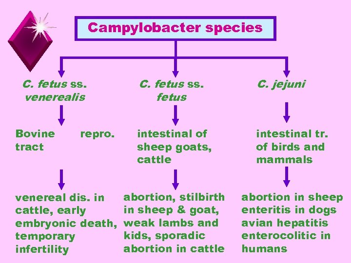 Campylobacter species C. fetus ss. venerealis Bovine tract repro. venereal dis. in cattle, early