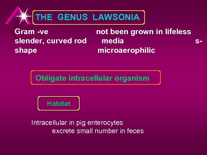 THE GENUS LAWSONIA Gram -ve slender, curved rod shape not been grown in lifeless