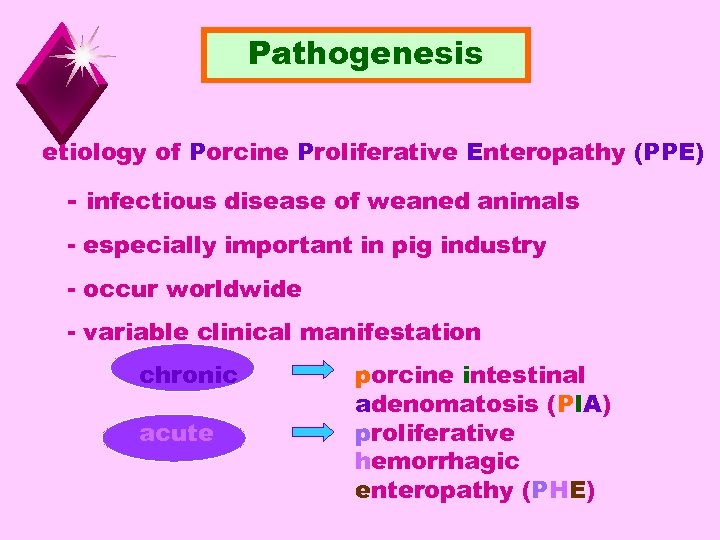 Pathogenesis etiology of Porcine Proliferative Enteropathy (PPE) - infectious disease of weaned animals -