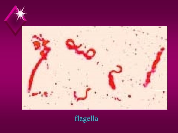 flagella 