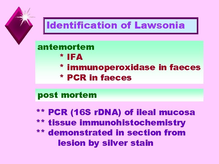 Identification of Lawsonia antemortem * IFA * immunoperoxidase in faeces * PCR in faeces