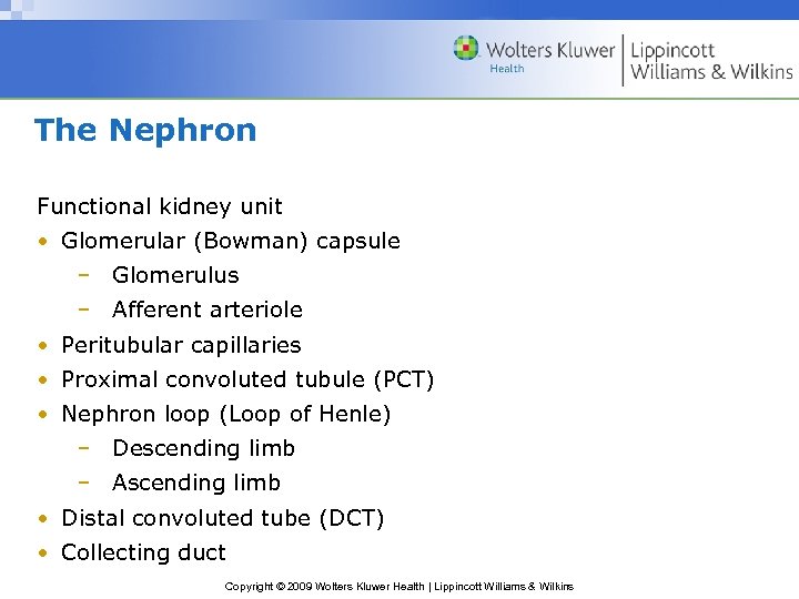 The Nephron Functional kidney unit • Glomerular (Bowman) capsule – Glomerulus – Afferent arteriole