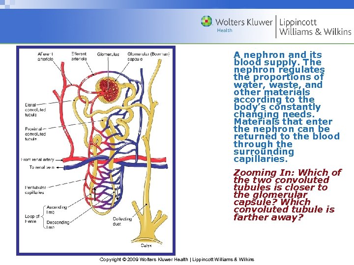 A nephron and its blood supply. The nephron regulates the proportions of water, waste,