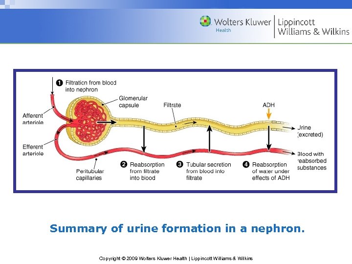 Summary of urine formation in a nephron. Copyright © 2009 Wolters Kluwer Health |