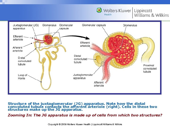 Structure of the juxtaglomerular (JG) apparatus. Note how the distal convoluted tubule contacts the