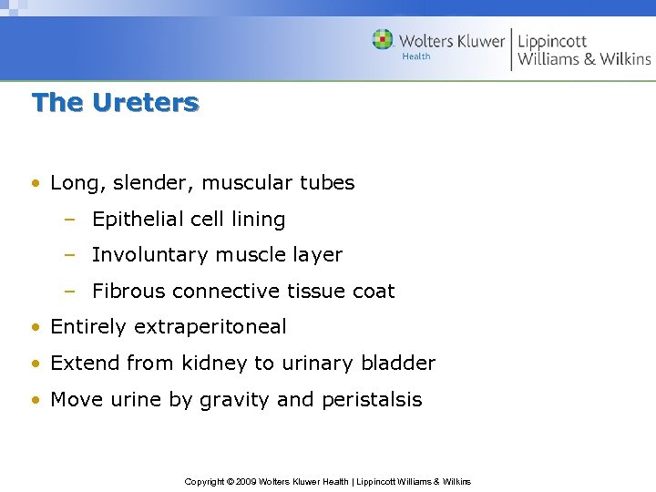 The Ureters • Long, slender, muscular tubes – Epithelial cell lining – Involuntary muscle