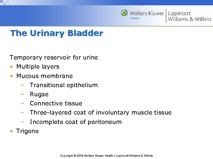 The Urinary Bladder Temporary reservoir for urine • Multiple layers • Mucous membrane –