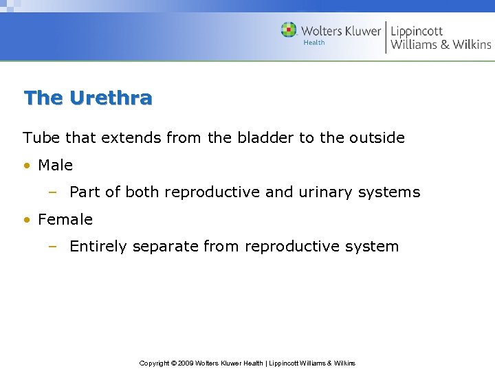 The Urethra Tube that extends from the bladder to the outside • Male –