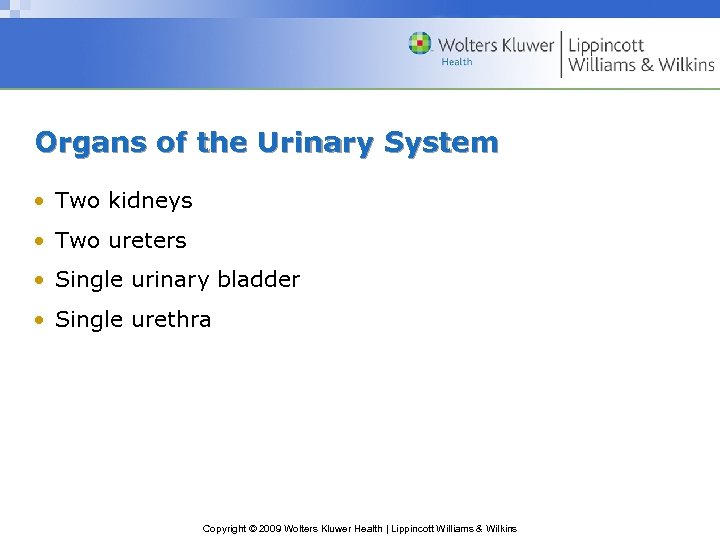 Organs of the Urinary System • Two kidneys • Two ureters • Single urinary