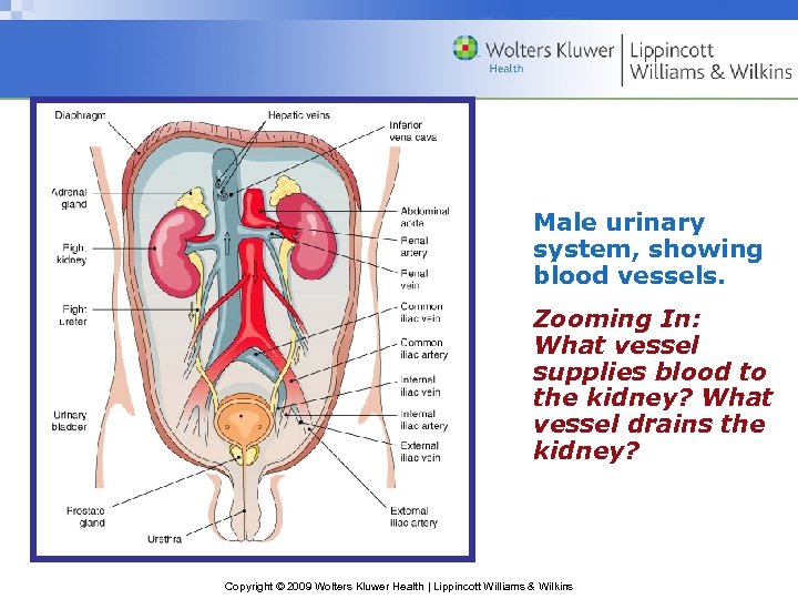 Male urinary system, showing blood vessels. Zooming In: What vessel supplies blood to the