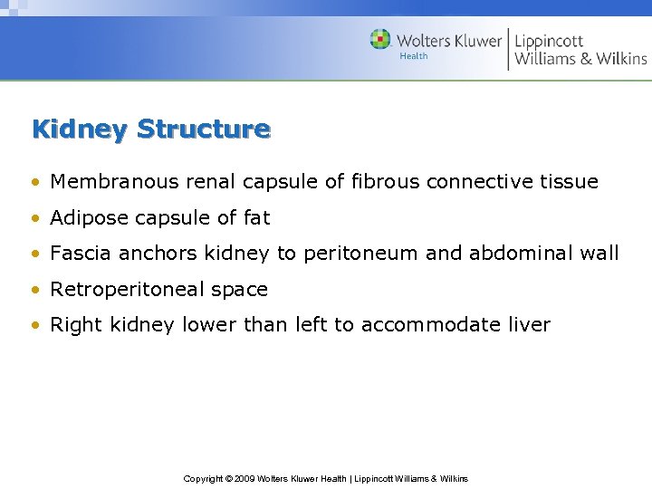 Kidney Structure • Membranous renal capsule of fibrous connective tissue • Adipose capsule of