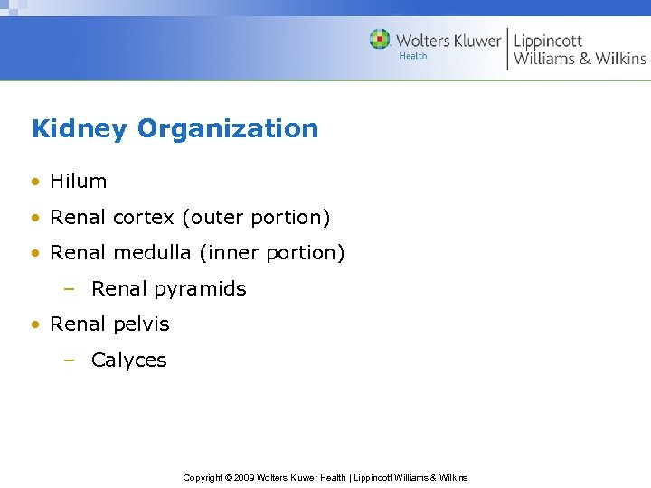 Kidney Organization • Hilum • Renal cortex (outer portion) • Renal medulla (inner portion)