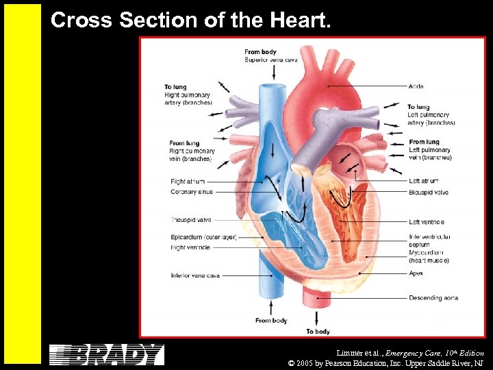 Cross Section of the Heart. Limmer et al. , Emergency Care, 10 th Edition